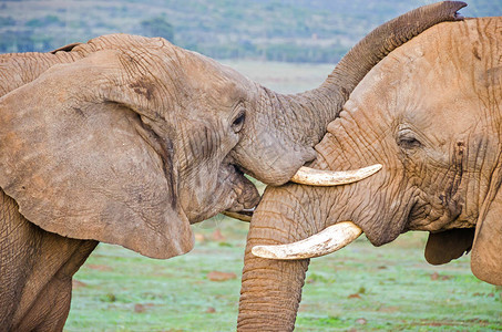 两头非洲灌木大象LoxodontaAfricana在南非自然保护区玩图片