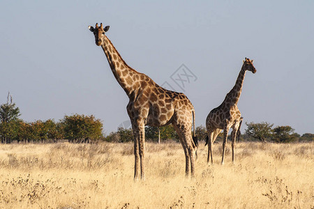 野生动物长颈鹿图片