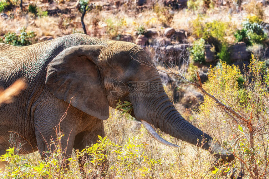 南非Welgevonden野生动物保图片