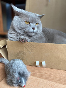 灰猫英国种着大黄眼睛看着盒子里的相机图片