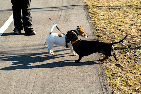两只小狗和它们的主人一起散步图片