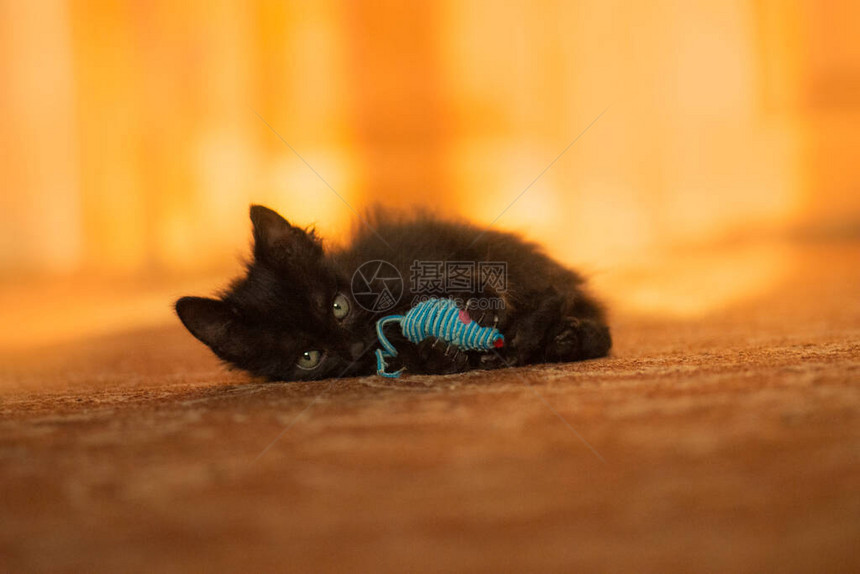 小猫玩鼠标玩具可爱漂亮的小猫的画像俏图片