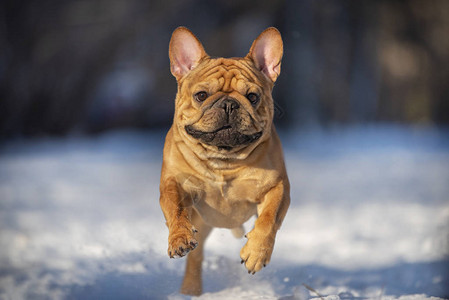 法国斗牛犬在寒冬阳光明媚的天气图片