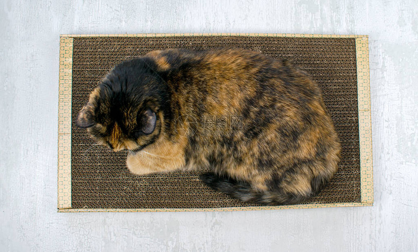 用过的猫抓板用于抓挠和玩耍的猫纸板玩具关闭视图三色图片