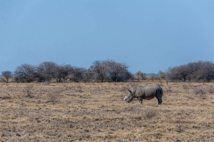 一头的去角黑犀牛Dicerosbicornisoccidentalis在纳米比亚埃托沙公园吃草黑犀牛因偷猎而极度濒危他们的角图片