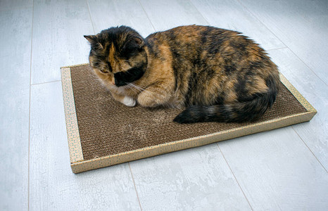 用过的猫抓板用于抓挠和玩耍的猫纸板玩具关闭视图三色背景图片