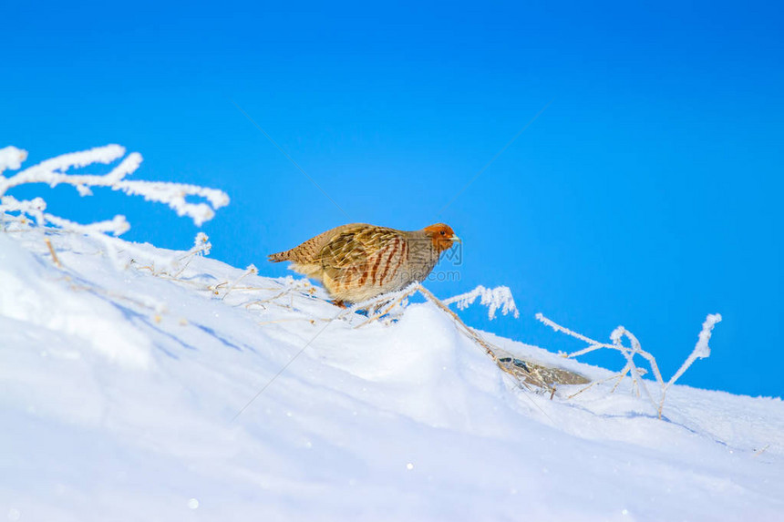 冬天和鹧鸪雪背景图片