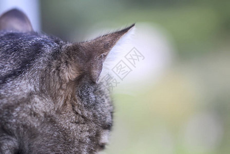 乡村户外有趣的小猫图片