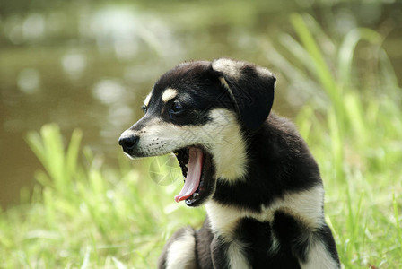在户外张开嘴的有趣狗打哈欠小狗的肖像图片