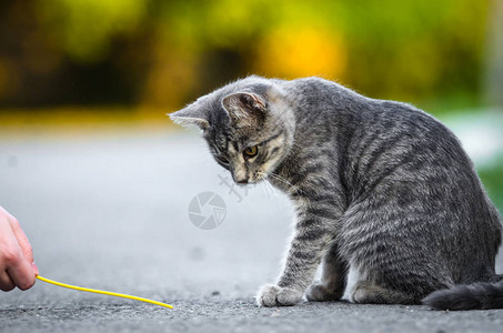 有趣的灰色虎斑猫在路上玩耍图片