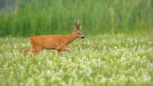 野鹿角鹿黑鹿群在夏日清晨的草地上行走图片