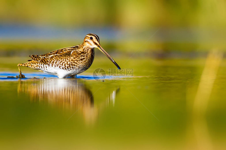 水鸟和自然背景绿色水生境背景水中倒影鸟图片