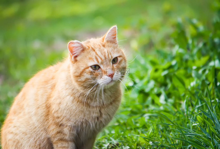 青绿眼睛的年轻红猫对夏季草原背景图片