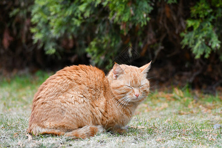 夏天绿草丛中的猫图片