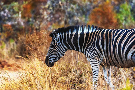 南非洲Welgevonden野生动物保护区的稀树草图片