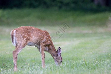夏天在绿色草坪上吃草的野白尾鹿图片