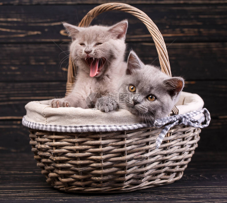 苏格兰直小猫篮子里有两只纯种小猫打哈欠小猫说话小猫把头靠在篮子的边缘摄影棚里的纯种小猫图片