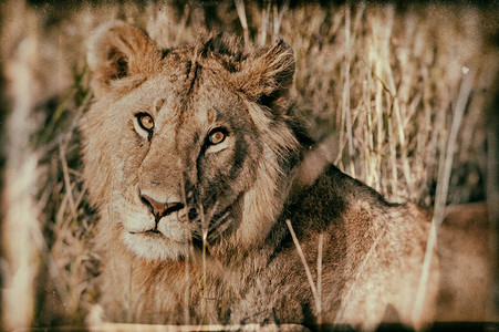 肯尼亚MaasaiMara公园一头非洲狮子的图片
