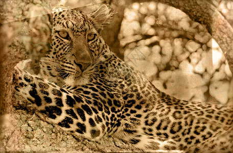 肯尼亚MaasaiMara公园Leopard的图片