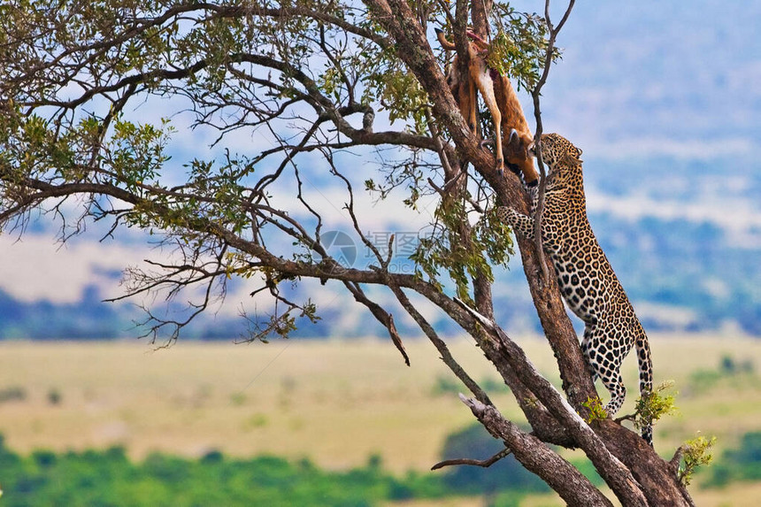 肯尼亚MaasaiMara图片