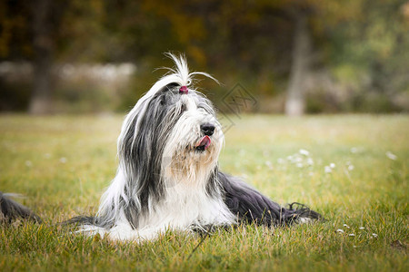 大胡子牧羊犬躺在草地上秋季图片