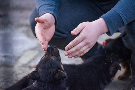 可爱的德国牧羊犬小狗图片