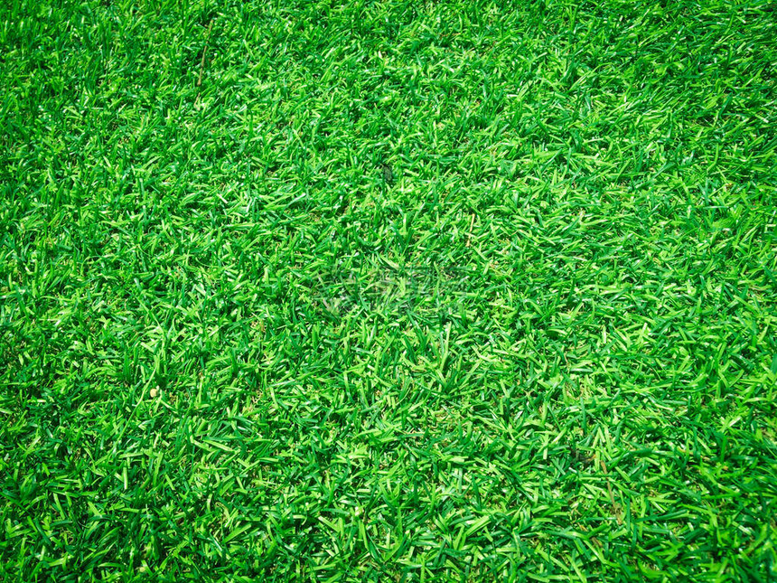 仔细观察绿色草场足球场背景工作图片