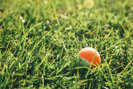 网球在绿色草地上夏季背景户外夏图片