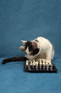蓝色背景下棋的猫图片
