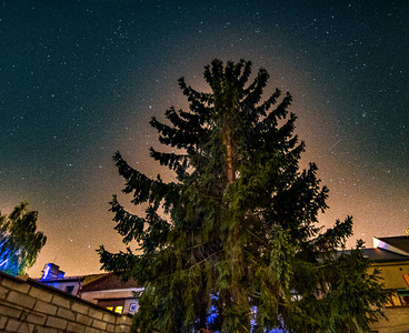 夜间星空背景中的枞树图片