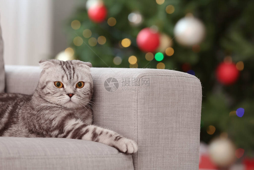 圣诞前夜在家的可爱逗猫图片