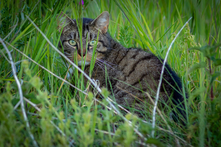 一只惊慌吓的野猫在草地图片