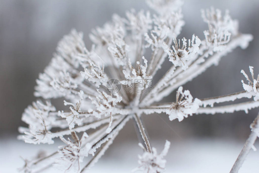 冰雪中美丽的冰冻牛穴白图片