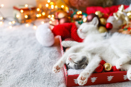 可爱的小猫睡在舒适的圣诞帽上图片