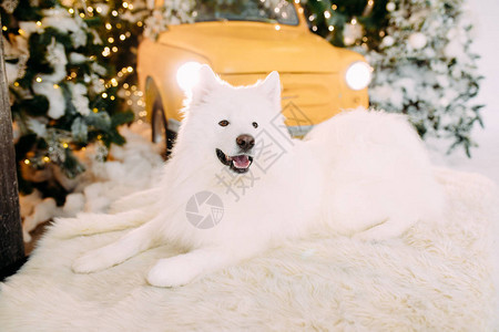 白小狗说谎躺在毛地毯上在圣诞装饰品和背景图片