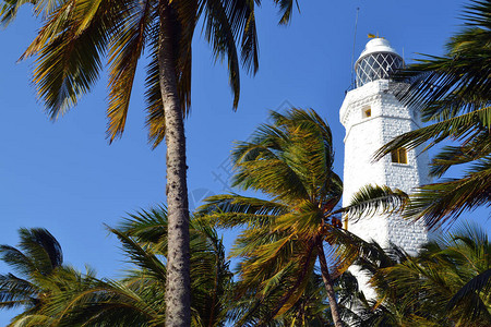 有棕榈树的灯塔海边的白色灯塔图片