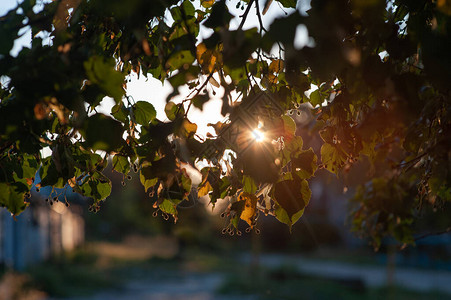 日落时日晒太阳时树枝图片