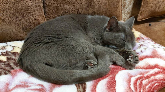 灰猫睡在柔软的格子上背景图片