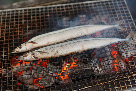 日本鲭鱼秋刀鱼图片