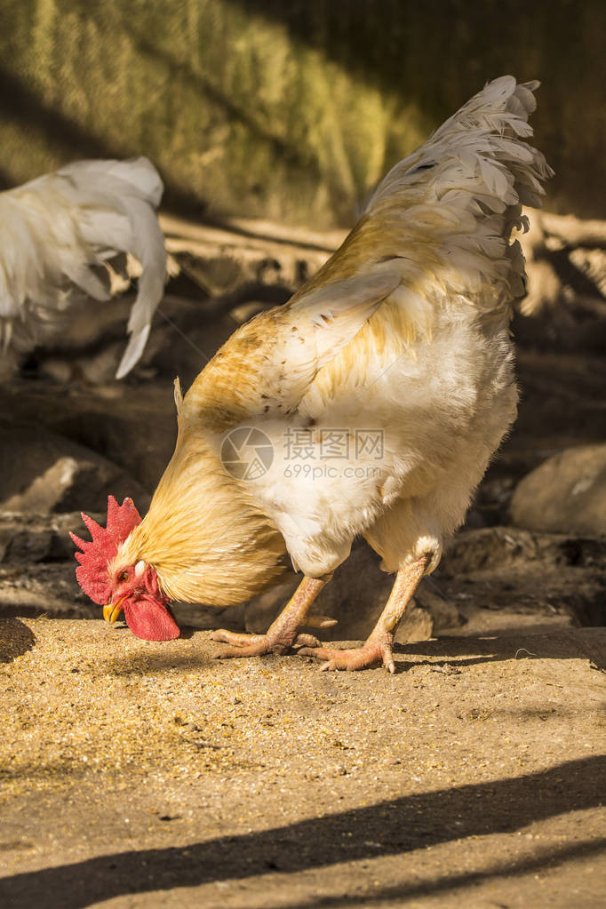 鸡舍里的母鸡生物农场的母鸡舍里的鸡阳光明媚的日子图片