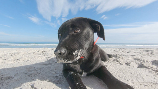 一只可怜的黑狗低耳朵被丢弃在白沙滩上四处寻找家人和主图片