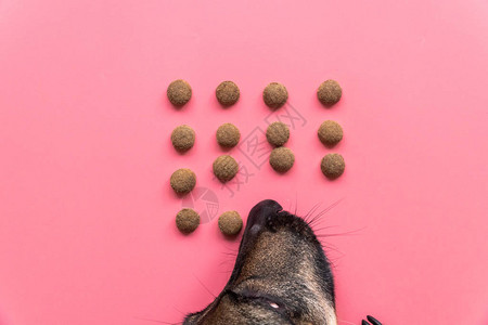 快乐的狗吃干食在粉红图片