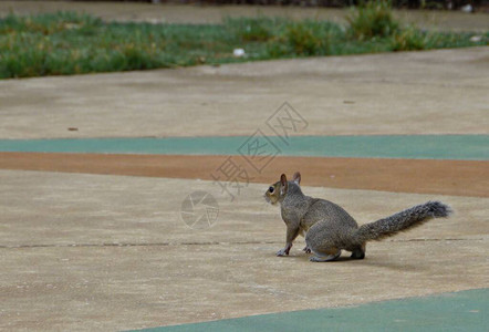 小棕松鼠冲下水泥停车场跑到一个图片