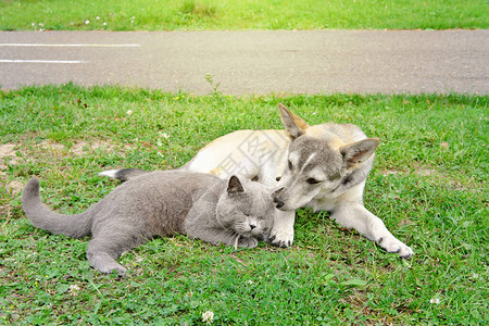 英国短毛猫和狗一起躺在草地上宠物朋友团结和友谊一只狗嗅着猫的耳朵图片