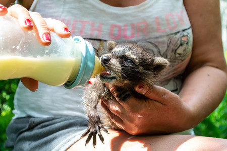 由中年妇女喂养的可爱浣熊婴儿图片