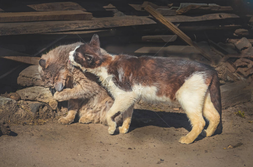 肮脏的街道上无家可归的野猫城市里的流浪猫组无家可归的猫图片