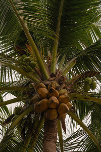 棕尾猕猴坐在椰子树上的棕榈树上图片