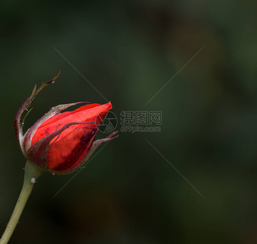 一朵红色的玫瑰花蕾等待阳光的抚摸图片