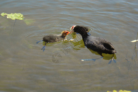 水禽老鸭在他雏鸟的水中觅食图片