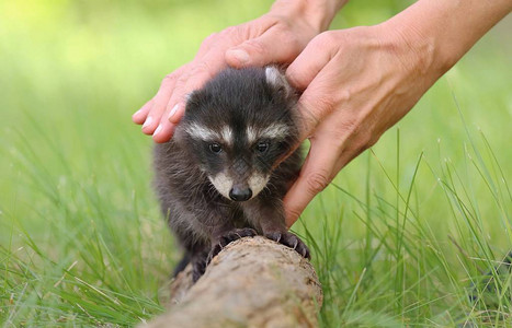 人类手中的适任婴儿RaccoonProcyonProcy图片